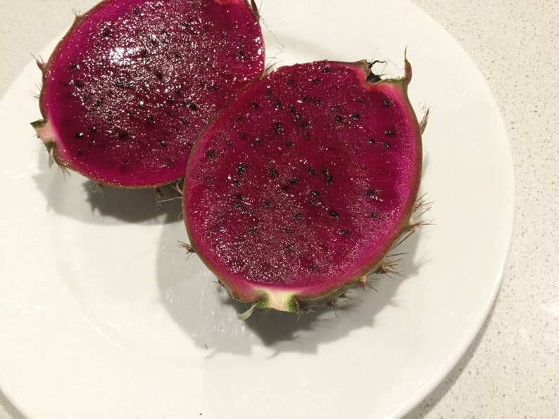 Black Dragon Fruit Plants & Cuttings Etsy