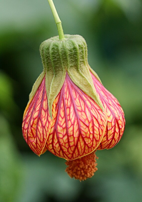 26+ Invasive Chinese Lantern Plant