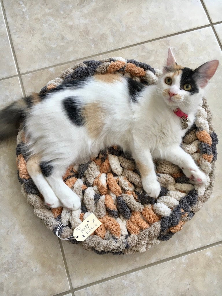 chunky cat bed