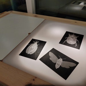 Op de afbeelding: Drie rechthoekige zwarte prints met witte lijnillustraties van insecten, waaronder een kever, een mot en een sprinkhaan, weergegeven op een helder, verlicht lichtpaneel. De prints zijn in een groepje op de witte lichtbak geplaatst.