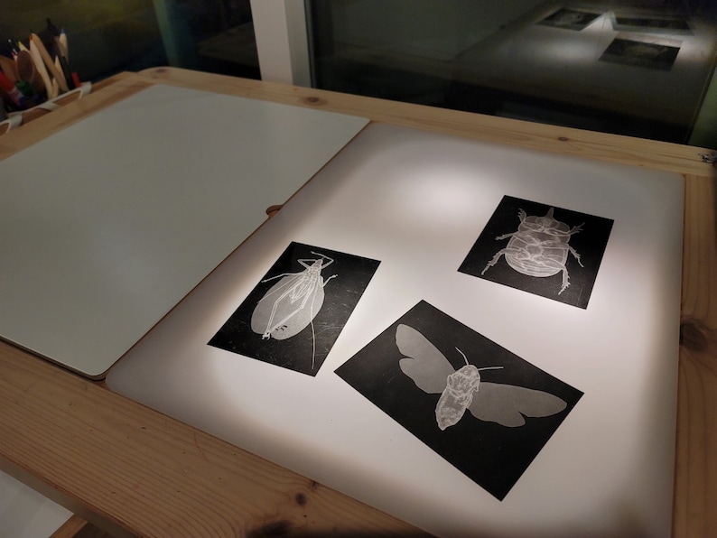 Op de afbeelding: Drie rechthoekige zwarte prints met witte lijnillustraties van insecten, waaronder een kever, een mot en een sprinkhaan, weergegeven op een helder, verlicht lichtpaneel. De prints zijn in een groepje op de witte lichtbak geplaatst.