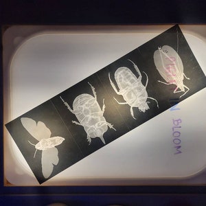 Pode incluir: Ilustração em preto e branco de quatro insetos sobre um fundo preto. Os insetos incluem uma mariposa, um besouro e outros dois insetos. O texto "In Bloom" está escrito em roxo do lado direito da imagem.