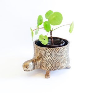 Puede incluir: Una planta verde con hojas redondas en una maceta de tortuga dorada. La maceta tiene un diseño texturizado y geométrico.