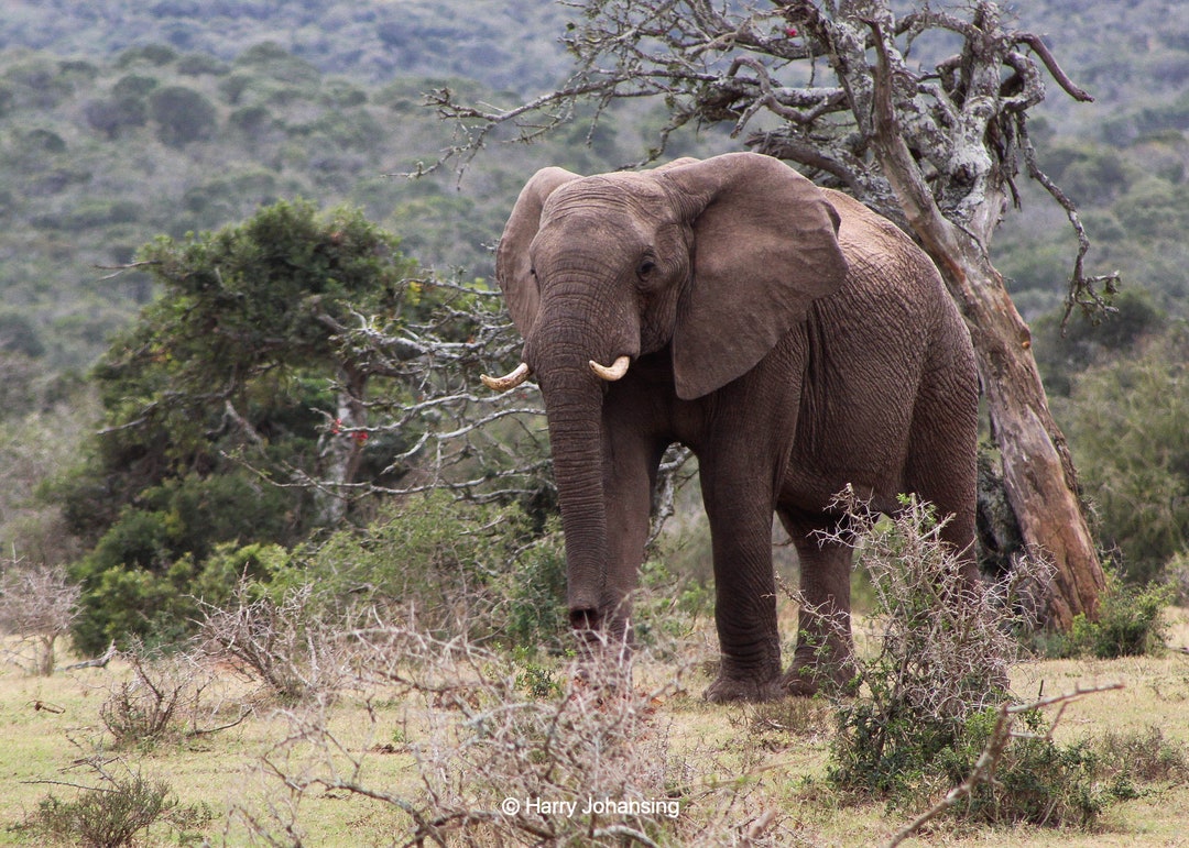 An Elephant for Aristotle Limited Edition Photograph South Etsy UK