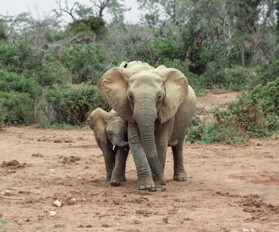 Air of Satisfaction and Triumph, Mom and Baby Elephant, Wildlife Photography, Fine Wall Art, Lifestyle Home Decor