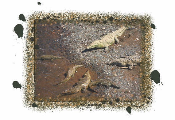 Surfing Jurassic Park - Costa Rica  1997 Limited Edition