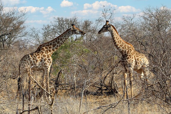 Giraffe Fine Art Photography - Africa Wildlife Prints - Wild Animal Art - Living Room Home Décor - Travel Wall Hanging- Print Ready to frame