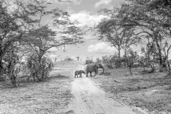 In Step – African Elephant Fine Art Photography, South Africa Wildlife Print, Limited Edition Black and White
