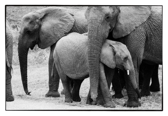 African Elephant Family | Black & White Photography | Wildlife Limited Edition  Art Print | Contemporary Art |  Wall Decor