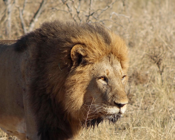 Siṃha, The Mighty Lion, Thundering Roar, Open Edition, South Africa Photography, Lion King Africa, Wildlife art