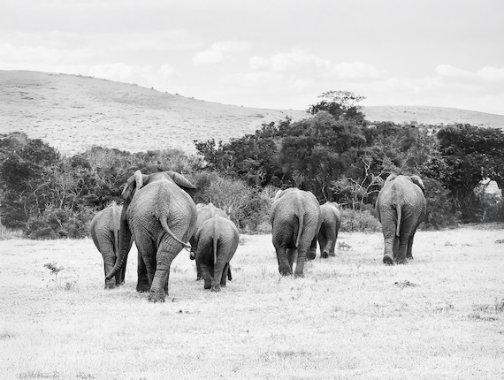 Elephant Herd, Contemporary Photography, Large Wall Art, Home Decor, Black and White Photograph