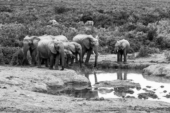 The Gathering – African Elephant Herd Fine Art Photography, South Africa Wildlife Print, Limited Edition Black and White