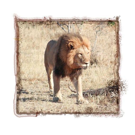 Mufasa - Lion King -  Africa  - Photograph Mixed Media - Wildlife Art - Limited Edition Print - Fine Art Wall Decor