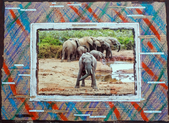 Humans the only species that kills from a distance -  South Africa