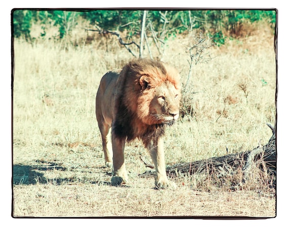 Majestic Lion Fine Art Photograph, Wilderness Photography, Wall Art, Home Decor, Contemporary Art - Fine Artworks