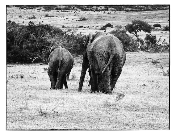 Herd of Elephants, Fine Art Photography, Limited Edition Print,Fine Home and Living, Fine Art Home Wall Decor, Black and White Photograph