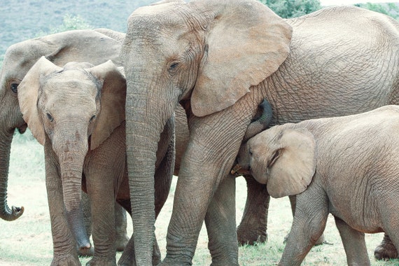 Elephant Photography - Wildlife Photography - Contemporary Art - Fine Artworks, Fine Art Photography - Fine Wall Decor