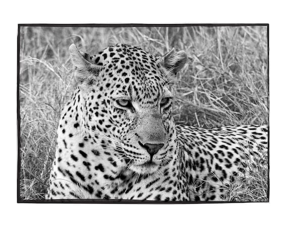 Leopard in the Grass – Black and White  Print