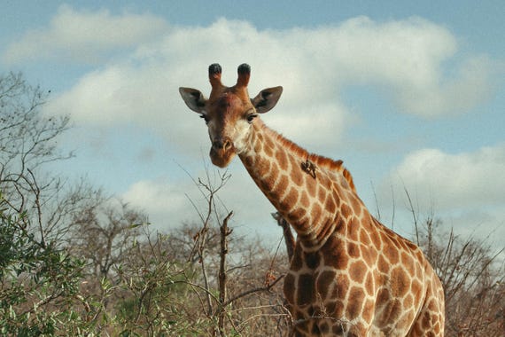 Giraffe  Print, Wall Art, Wildlife Print