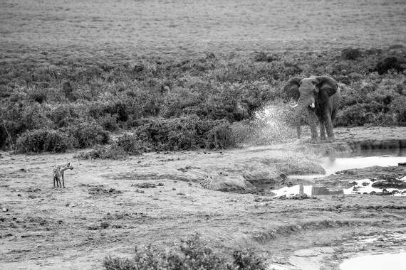 Hyenas and Elephant, Fine Art Print Interior design, Wall Art Home Decor, Photograph