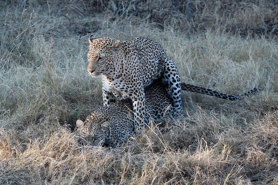 Leopard Romance, Leapards mating, Open Edition Photograph, Africa Photography, Nature, South Africa, Wildlife art, Wall Art, Home Decor