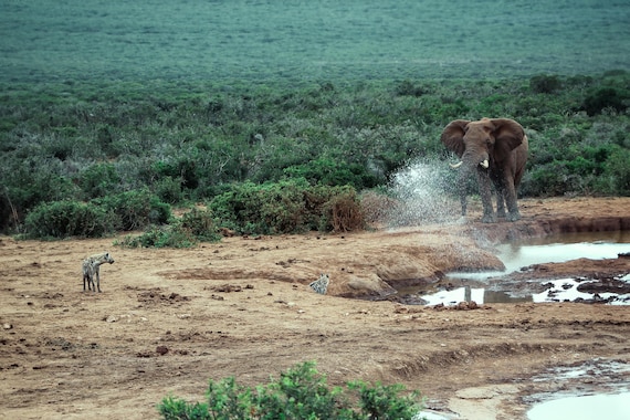 Not Today – African Elephant Wildlife Fine Art Photography, South Africa Print, Limited Edition Color and Black & White