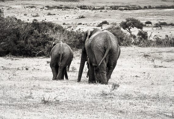 Eight Elephants – Elephant Fine Art Photography, South Africa Wildlife Print, Limited Edition Black and White