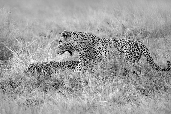 Leopard Pair - Black and White Fine Art Photograph - Leopards in the wild Wall Art