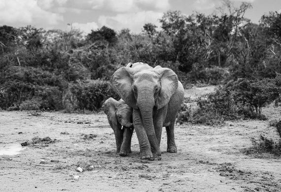 Air of Triumph – Black and White Elephant Fine Art Print