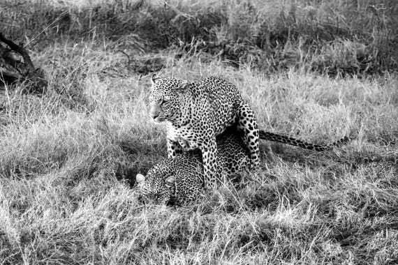 The Rare Pair – Leopard Fine Art Print, South Africa Wildlife Photography, Limited Edition Black & White and Color