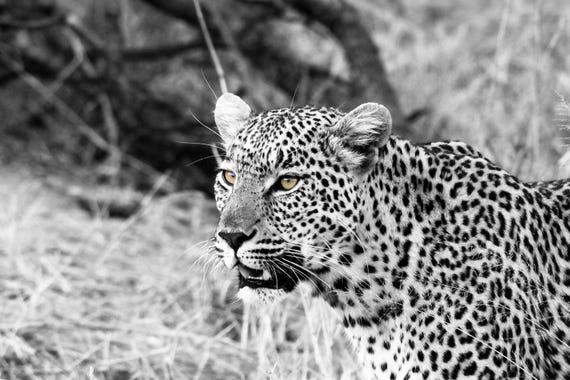 Leopard (Panthera Pardus), Fine Art Photograph, Home Decor, Contemporary Art - Fine Hand Made Artworks