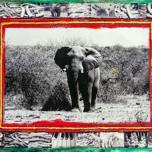May include: A mixed media artwork featuring a black and white photograph of an elephant in a natural setting, framed with a red and yellow border. The border is surrounded by various small images and objects, including tusks, dice, and architectural elements.