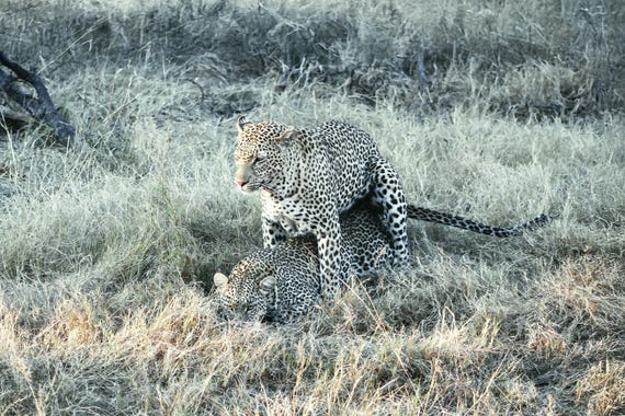 The Rare Pair | Leopard Photography | African Wildlife | Color & Black and White Fine Art Print