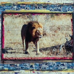 Puede incluir: Una fotografía enmarcada de un león caminando por hierba alta. La imagen está rodeada de un collage de imágenes más pequeñas de leones. El texto "Se dice que nunca cuando hay un sonido de trueno en las nubes, el poderoso león descansa principalmente con su clan durante la noche, pero esto no se calma cuando todos los sonidos familiares comienzan a hacer sus sonidos importantes." está escrito en la imagen.