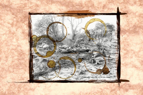 Lion Fine Art Photograph: South Africa Wildlife, Coffee Stain Border