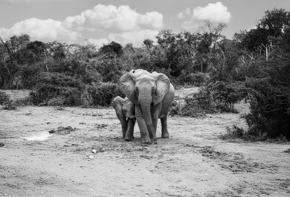 Air of Triumph – Black and White Elephant Fine Art Print