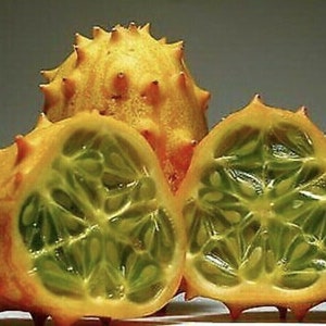 RARE concombre à cornes africain melon kiwano GRAINES fruit tropical plante cucumis Faites pousser votre propre vigne d'arbre exotique tropical