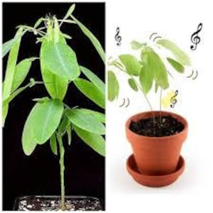 euonymus where to plant Golden Euonymus — Green Acres Nursery & Supply main image 0