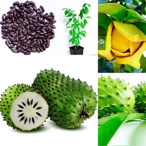 Caribbean Garden Seeds - Etsy UK