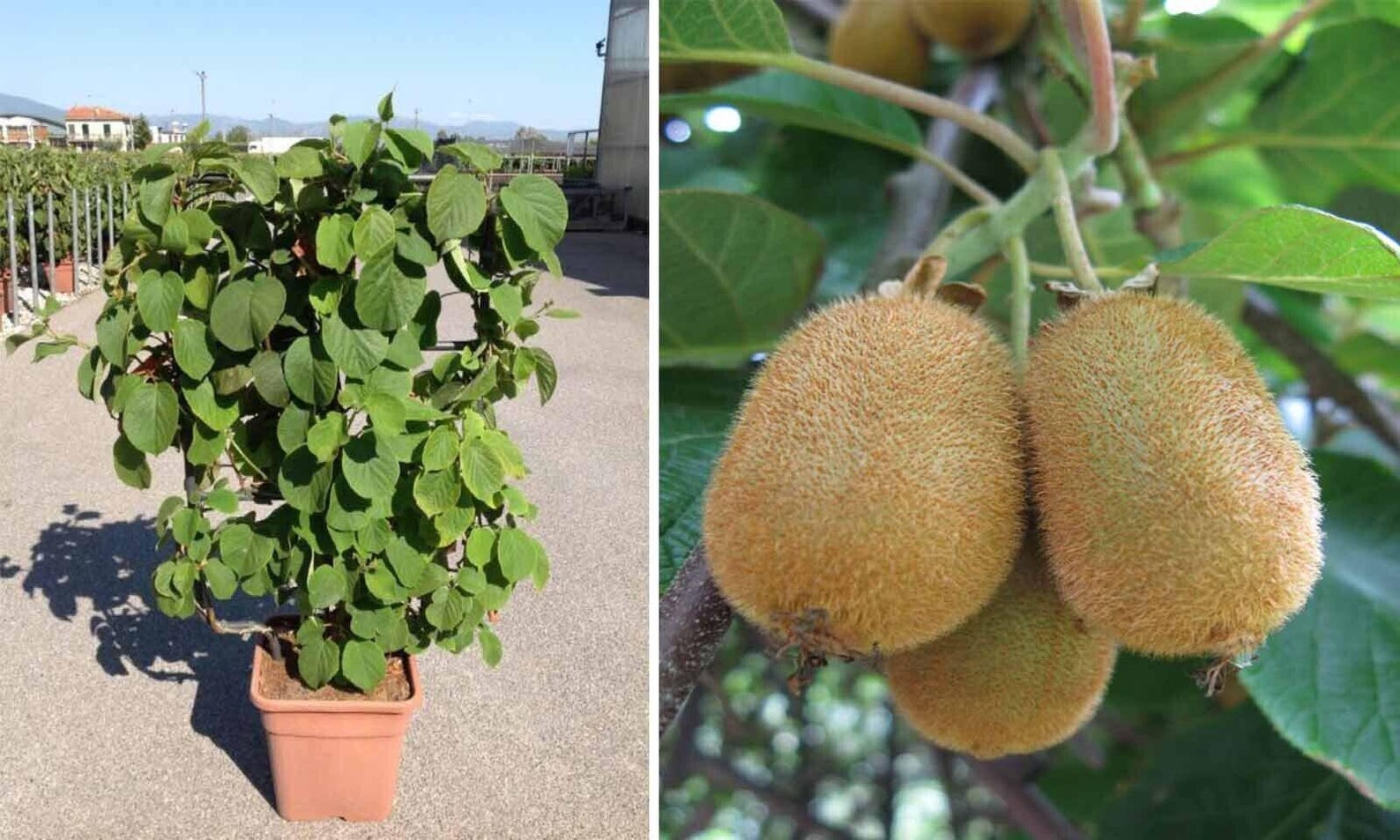 Cool Review About Golden Kiwi Plants For Sale