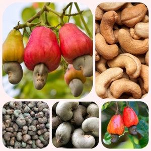 May include: Close-up of cashew nuts in various stages of growth. The image shows the cashew fruit, the cashew nut still attached to the fruit, and the raw cashew nut.