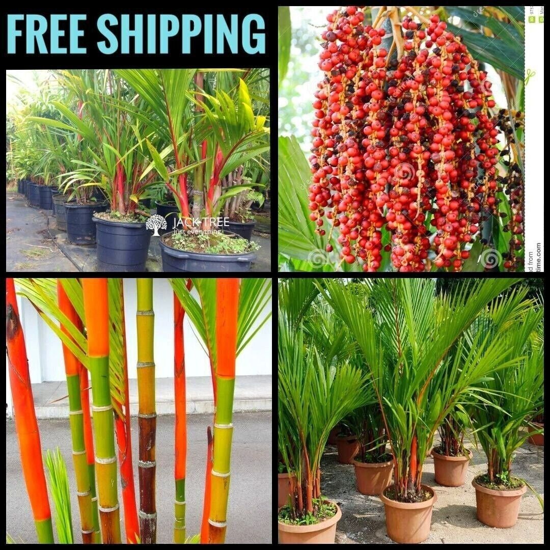 RARE SEEDS Red Lipstick Palm Tree Seeds Sealing Wax Palm Tree