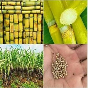 May include: Close-up of sugarcane stalks, showing the green leaves, the yellow and brown stalks, and the cut ends. A field of sugarcane plants is also shown, along with a handful of sugarcane seeds.