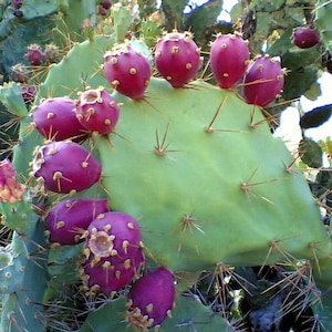 May include: Close-up of a prickly pear cactus with numerous bright pink fruits growing on it. The cactus has sharp spines and a green, fleshy pad.
