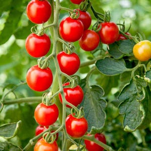 Easy Grow Your Own Super SWEET CHERRY TOMATO Seeds Cerise Fruit Plant Tree Vegetables Indoor Outdoor Herb Organic Vegan Garden