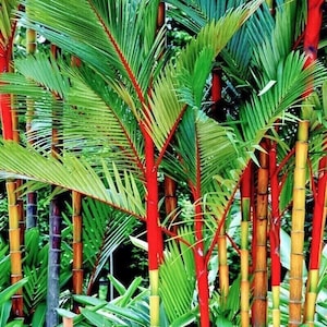RARE SEEDS Red Lipstick Palm Tree Seeds Sealing Wax Palm Tree Cyrtostachys renda lakka Grow Tropical Exotic Garden Indoor Outdoor Plant