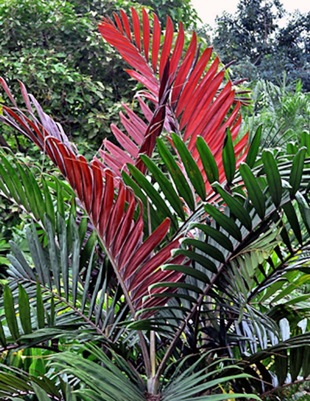 Great Description About Flame Thrower Palm