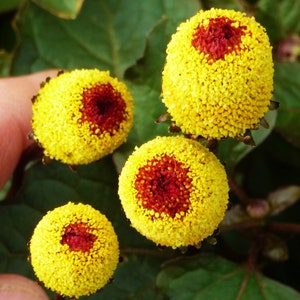 May include: Four yellow and red flowers with a fuzzy texture. The flowers have a red centre surrounded by yellow petals.