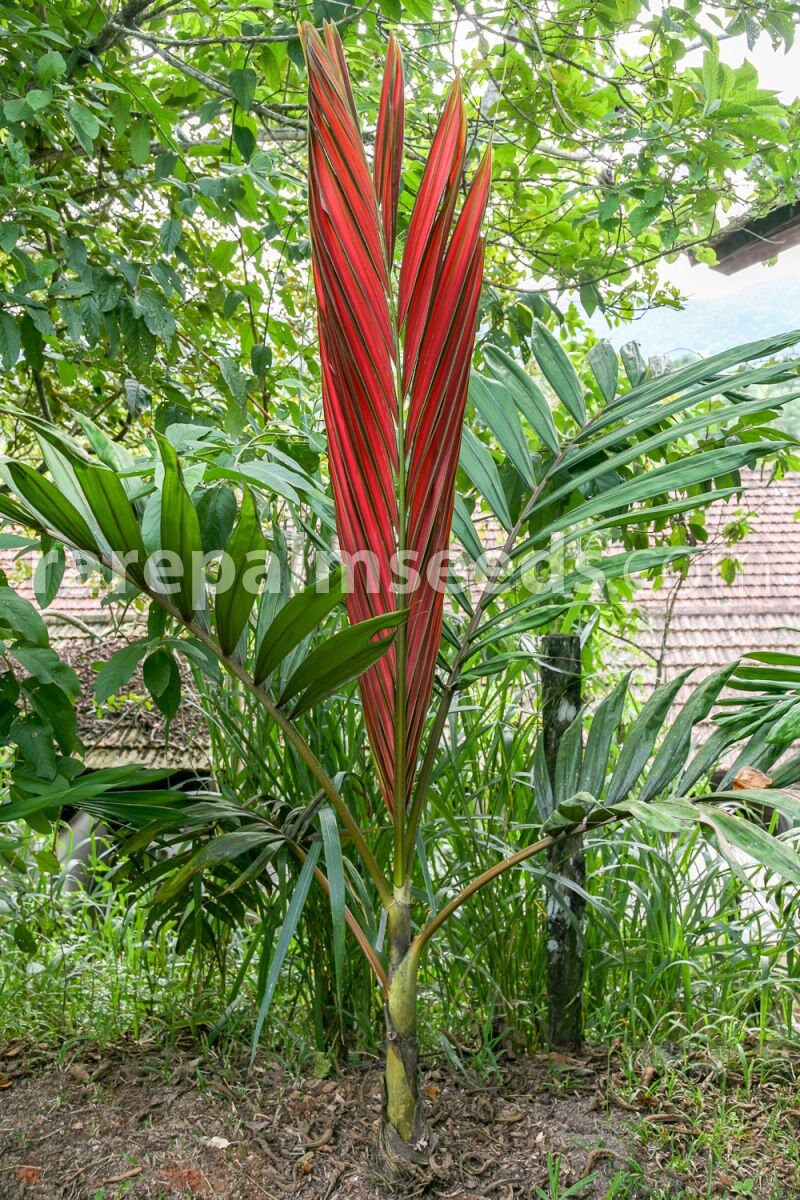 Great Description About Flame Thrower Palm