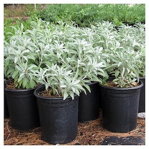 Rare Grow Your Own 100% California WHITE SAGE SEEDS Herb Plant Salvia apiana Make Incense Smudging Smudge Stick House Cleansing Ritual Witch